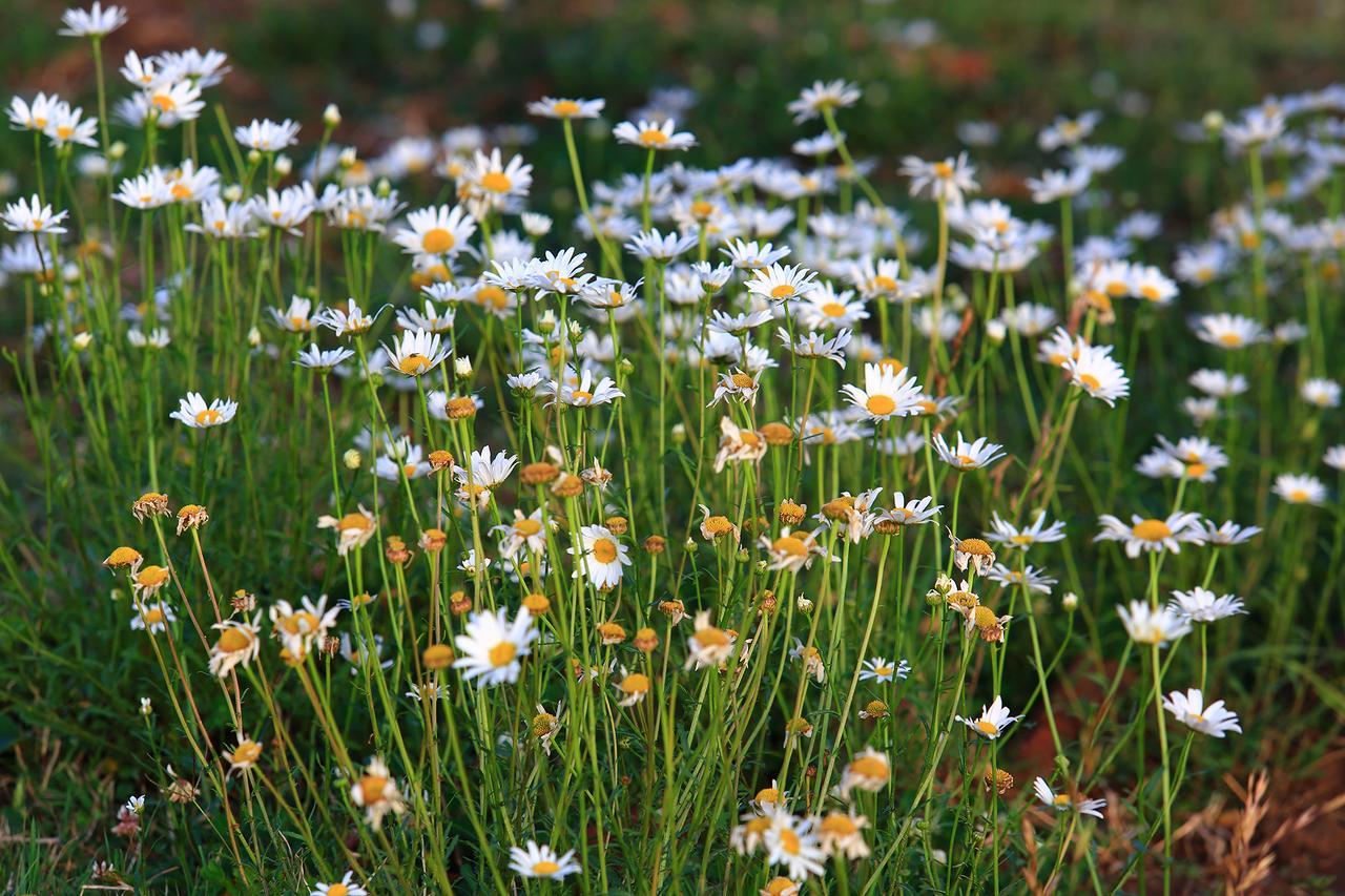 Chirping Orchard, Mukteshwar Bed & Breakfast Luaran gambar