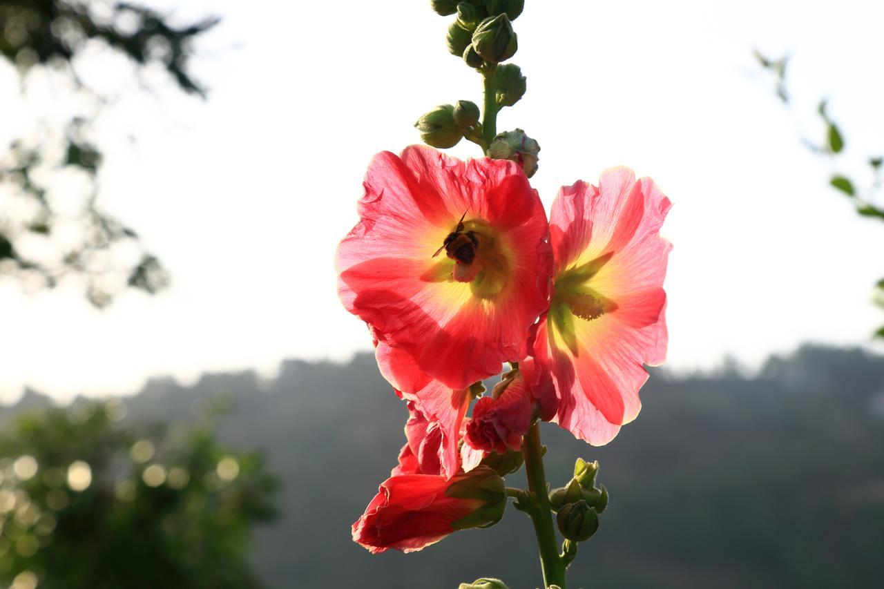 Chirping Orchard, Mukteshwar Bed & Breakfast Luaran gambar